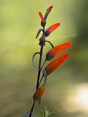 Set of wild flowers orange color