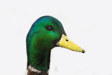 Mallard in spring