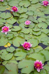 Four blooming pink yellow water lily with lotus leaves