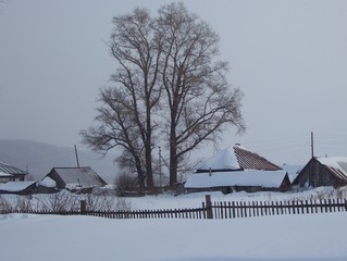 snow poplar