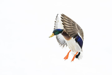 Obraz premium Mallard ducks in winter