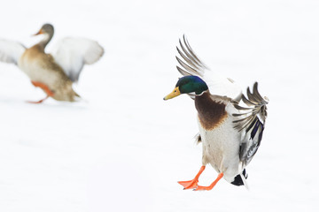 Mallard ducks in winter