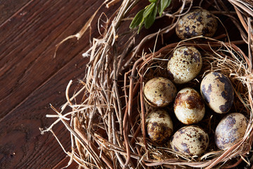 Willow nest with quail eggs on the dark wooden background, top view, close-up, selective focus