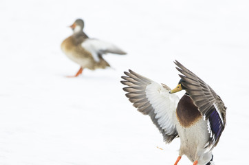 Mallard ducks in winter
