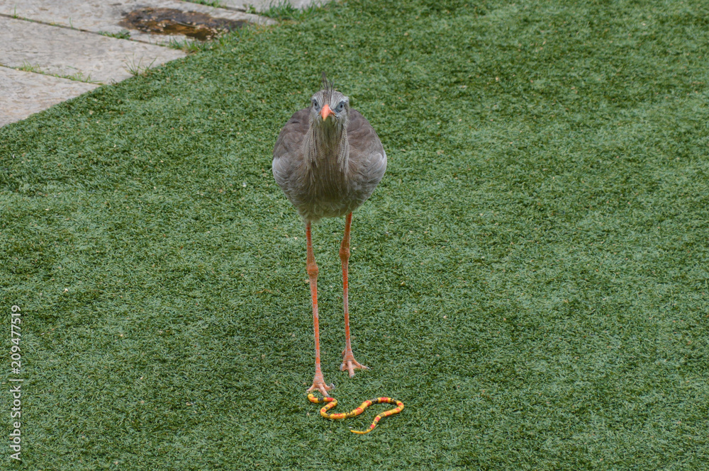 Wall mural Gray bird in the grass