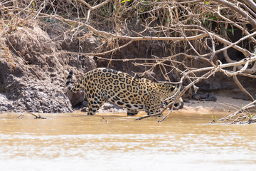 Jaguar from Pantanal, Brazil