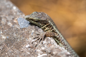 Nahaufnahme einer Madeira Eidechse (Teira dugesii)