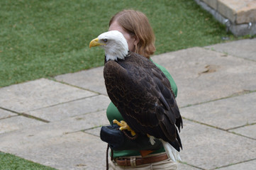 Bald eagle