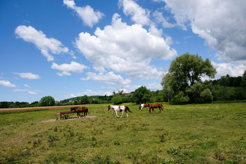 Fototapeta na wymiar Horses grazing in a field with a blue sky and fluffy clouds-2