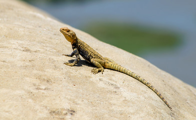 Lizard sunbathing