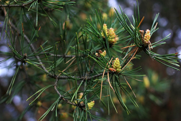 Young pine cones