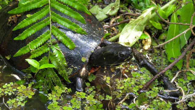 Freshwater turtle in a natural habitat. Eastern River Cooter Turtle. Freshwater turtles in the swampy terrain of Florida. River Cooter Turtle (Pseudemys concinna) top view close up 4k resolution.