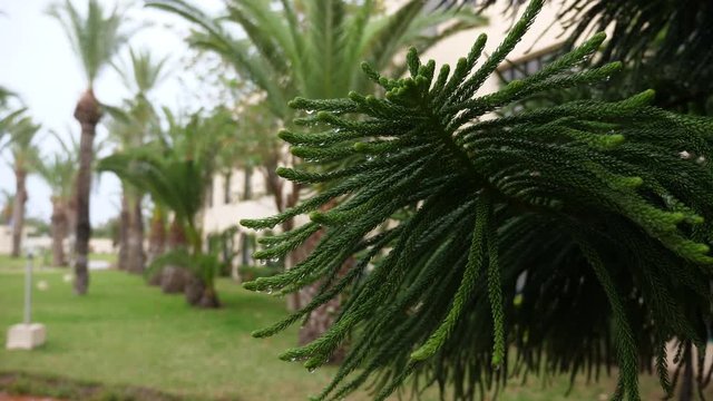 Araucaria branches with needle-like leaves under rain. Rain drops on Araucaria branch close up