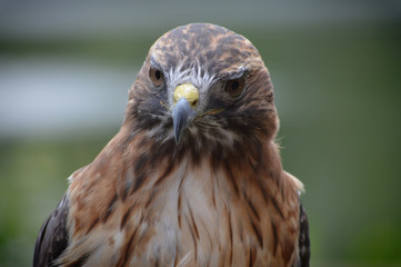 Red Tail Hawk