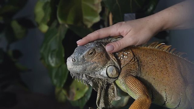 Amazing close up photo woman holding in his arms green lizard iguana on background scenic green nature