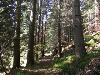 tree path