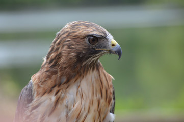 Red Tail Hawk