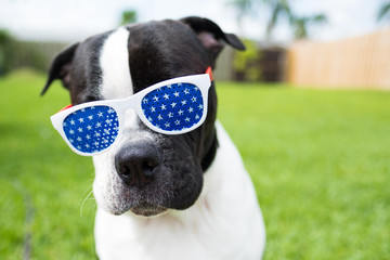 cute black and white dog wearing red white and blue glasses for july 4th