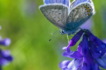 butterfly wings under the microscope
