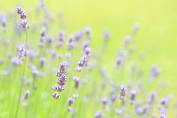 Naklejka premium Lavender