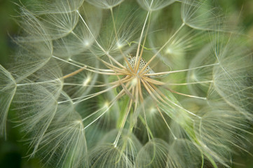 The mature dandelion grows in the meadow. After the wind, remain empty stems. The wind blows fluffy seeds. Mature seeds of dandelions look like umbrellas.                   