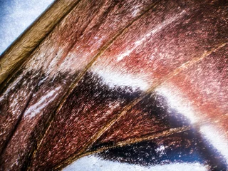 butterfly wings under the microscope © Edmond