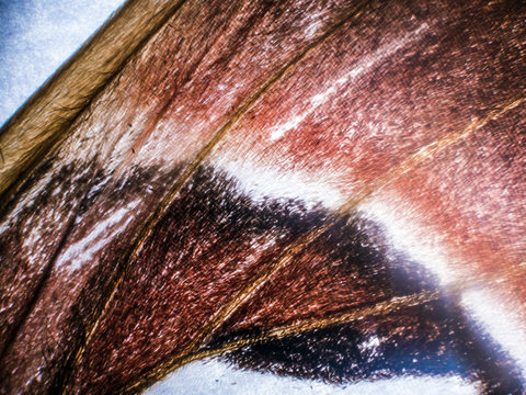butterfly wings under the microscope