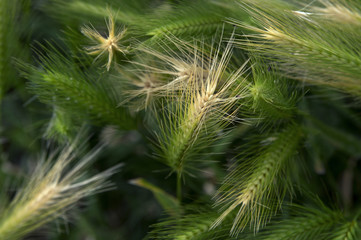 Wild barley in the meadow before the storm. The peace of ripening is upset. The wild barley flowers are intertwined in the wind. There is a mess and confusion.  