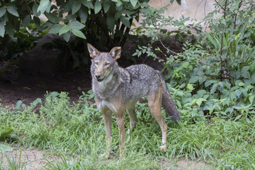 Red Wolf (Canis rufus) - Male