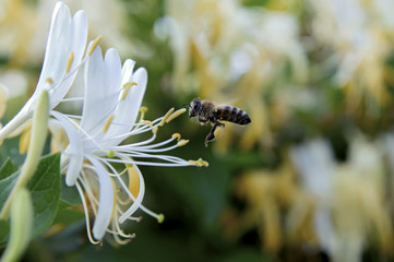 The flowers waiting to be pollinated in the garden. Meeting bees and open flowers. A bee hovering already has collected pollen. It's hard to resist the offered abundant.