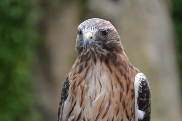 Red Tail Hawk