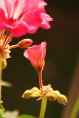 budding Geranium