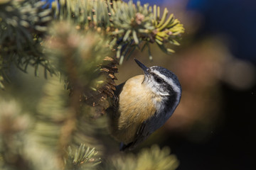 Red-breasted Nuthatches in spring
