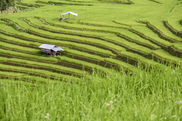 Beautiful step of rice terrace paddle field at Chiangmai, Thailand. Chiangmai is beautiful in nature place in Thailand, Southeast Asia. Travel concept.