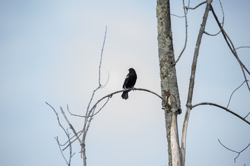 Male Red Winged Black Bird