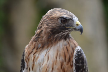 Red Tail Hawk