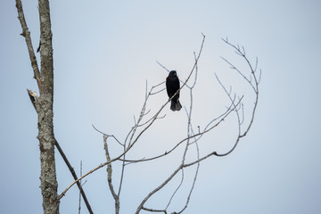 Male Red Winged Black Bird
