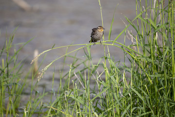 Female Red Winged Blackbird