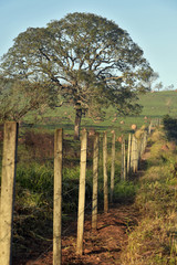 Landscape with fence and tree