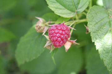 Fresh raspberry fruit on plant. Summer fruit. Rubus idaeus