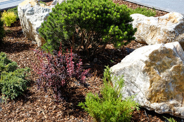 Landscape design. Bushes, rocks. Dwarf spruce. Flowers.