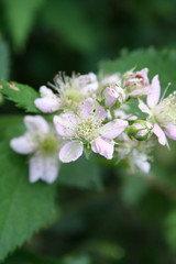 Pale pink flowers of wild blackberry. Rubus fruticosus