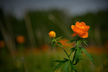 Obraz premium Russia. The South Of Western Siberia. Endless fields of blooming Asian Kupalnitsa (Trollius asiaticus), popularly called FIRE.