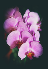 Fototapeta na wymiar Purple orchids. Inflorescence.