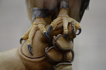 Red tail hawk talons