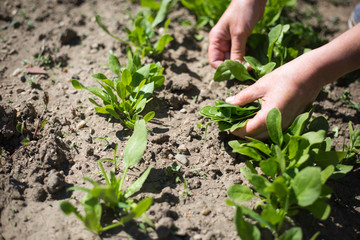 Woman hands harvesting baby, fresh spinach on the huge garden, gardening concept