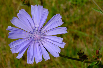 Fioletowy kwiat polny - cykoria podróżnik (Cichorium intybus)