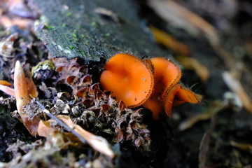 Śliczny, malutki, pomarańczowy grzybek - włośniczka (Scutellinia)