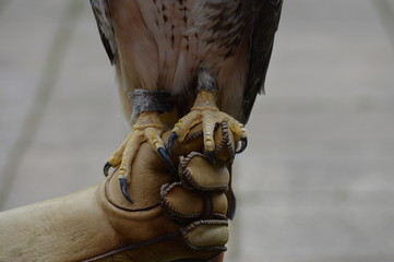 Red tail hawk talons