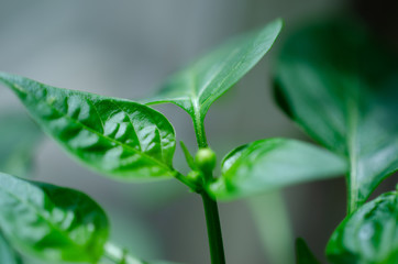Pepper leafs close up